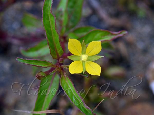 Perennial Water Primrose
